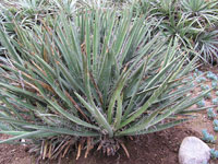 Yucca baccata