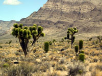 Yucca brevifolia