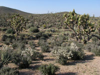 Yucca brevifolia