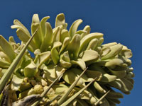 Yucca brevifolia