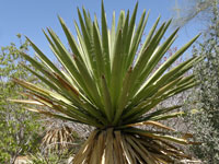 Yucca carnerosana