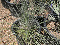 Yucca elata