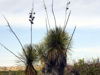 Yucca elata