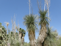 Yucca elata