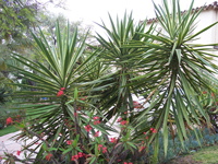 Yucca elephantipes