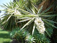 Yucca elephantipes