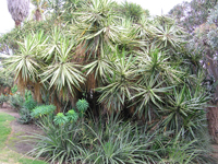 Yucca elephantipes