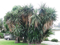 Yucca elephantipes