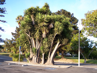 Yucca elephantipes