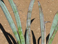 Yucca endlichiana