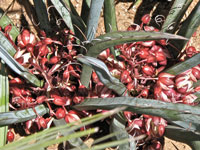 Yucca endlichiana