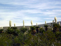 Yucca faxoniana