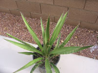 Yucca faxoniana