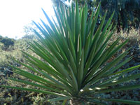 Yucca faxoniana