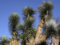 Yucca filifera