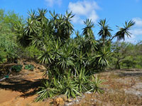 Yucca gigantea