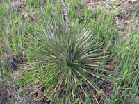 Yucca glauca