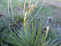 Yucca glauca