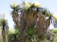 Yucca grandiflora