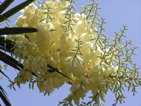 Yucca grandiflora