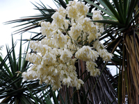 Yucca grandiflora