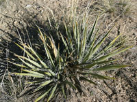 Yucca harrimaniae