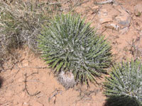 Yucca nana