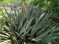 Yucca pallida