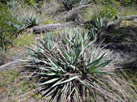 Yucca pallida