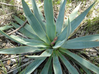 Yucca pallida