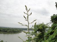 Yucca pallida