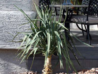 Yucca recurvifolia