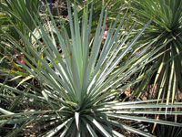 Yucca rigida