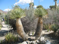 Yucca rostrata