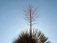 Yucca rostrata