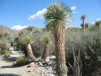 Yucca rostrata