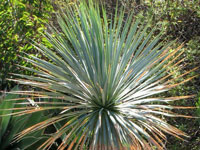 Yucca rostrata