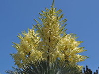 Yucca rostrata