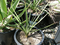 Yucca rupicola