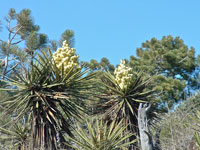 Yucca schidigera