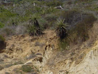 Yucca schidigera