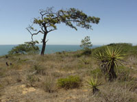 Yucca schidigera