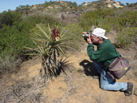 Yucca schidigera