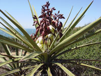 Yucca schidigera