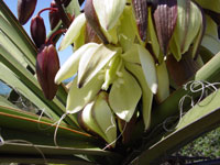 Yucca schidigera