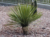 Yucca thompsoniana