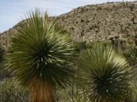 Yucca thompsoniana