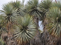 Yucca thompsoniana