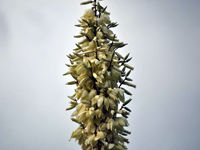 Yucca thompsoniana