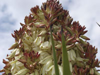 Yucca torreyi